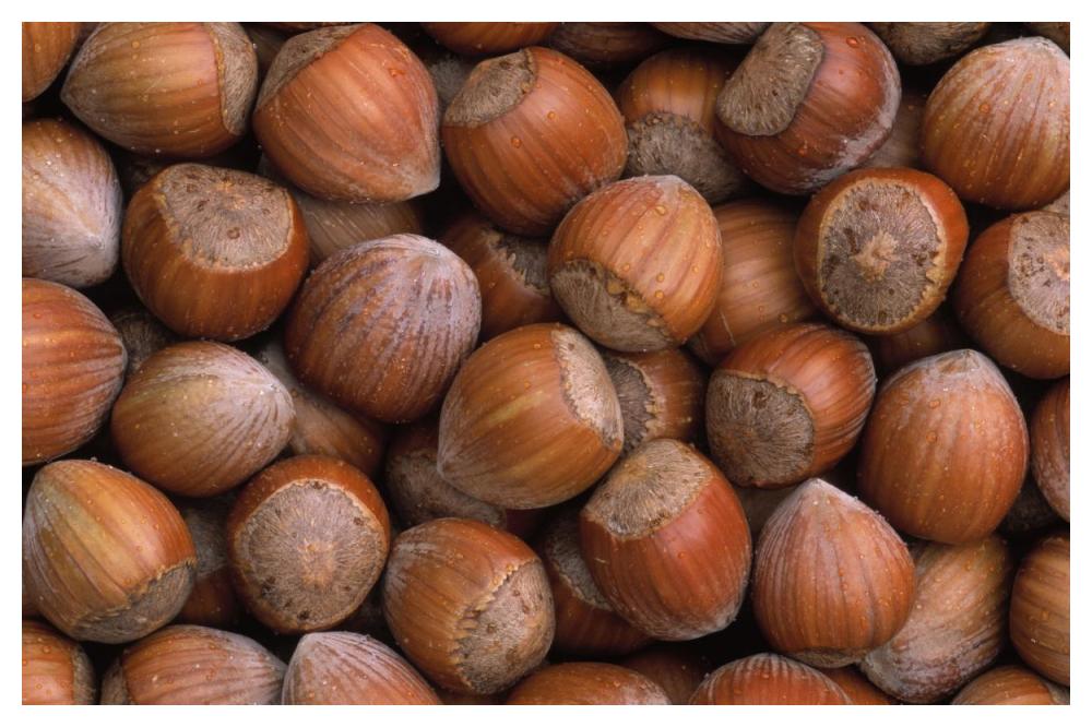 Hazelnut Europe-Paper Art-50"x34"