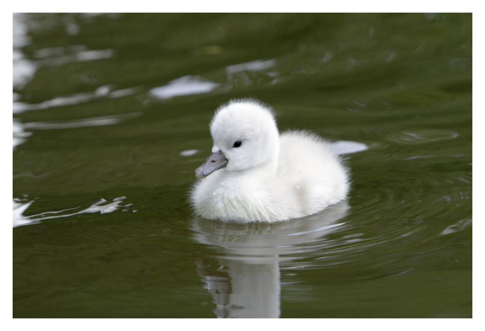 Mute Swan cygnet on lake-Paper Art-20"x14"