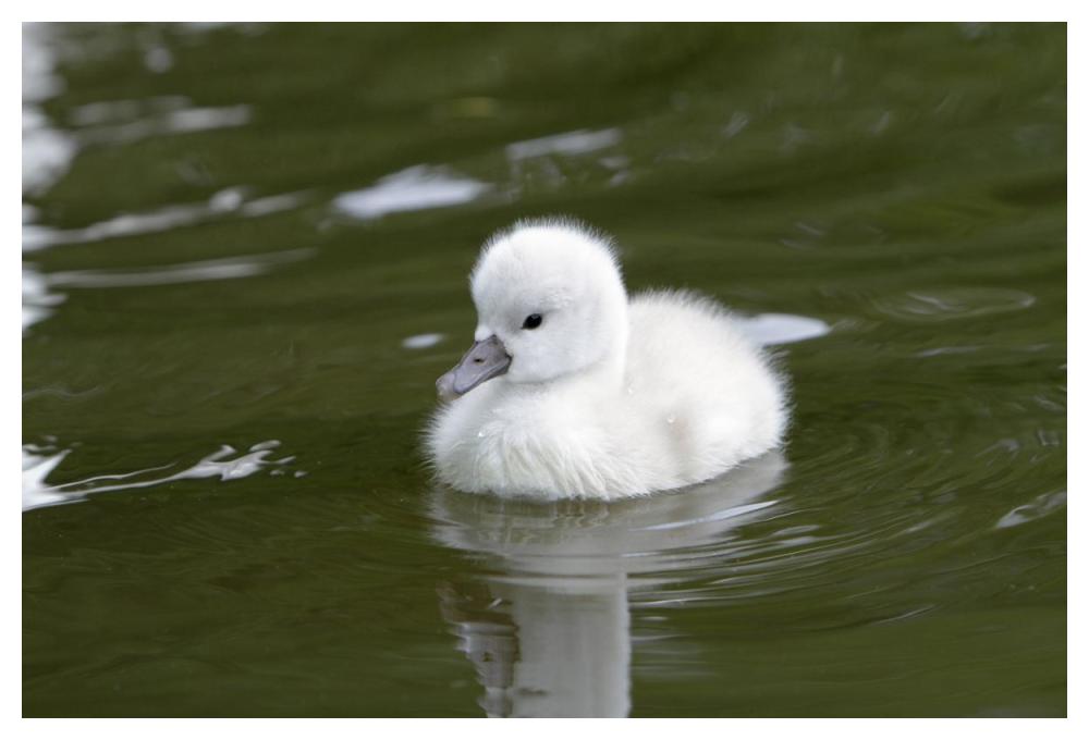 Mute Swan cygnet on lake-Paper Art-50"x34"