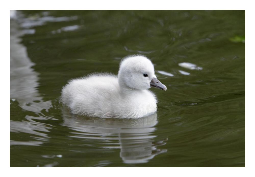 Mute Swan cygnet on lake-Paper Art-26"x18"