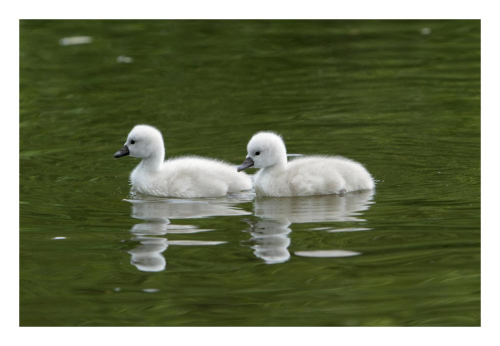 Two Mute Swan cygnets on lake-Paper Art-26"x18"