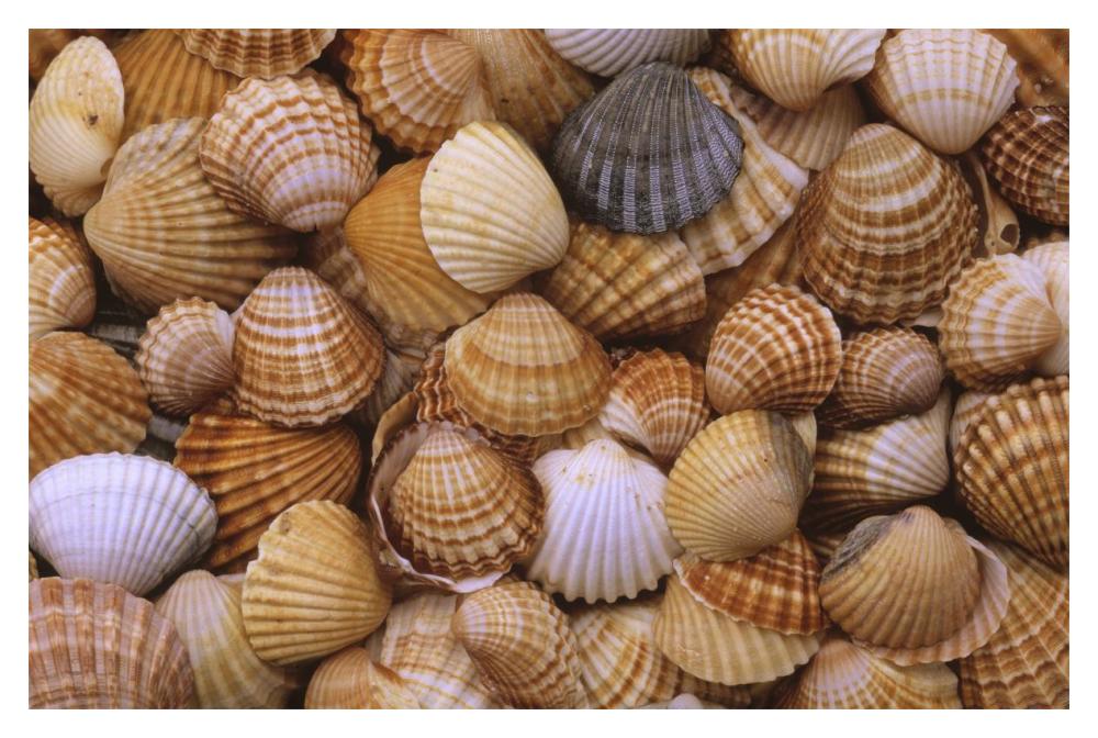 Common Cockle close up of shells, Europe-Paper Art-20"x14"