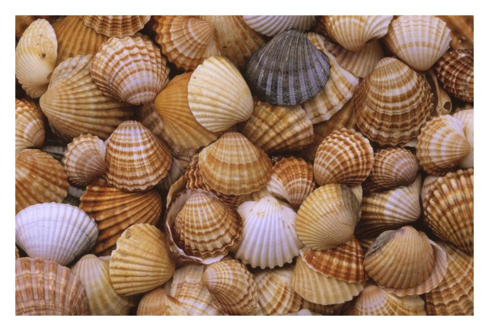 Common Cockle close up of shells, Europe-Paper Art-32"x22"