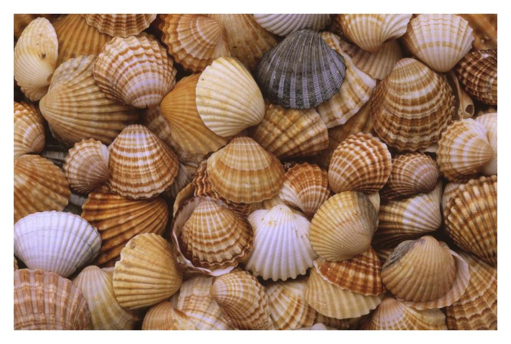 Common Cockle close up of shells, Europe-Paper Art-38"x26"