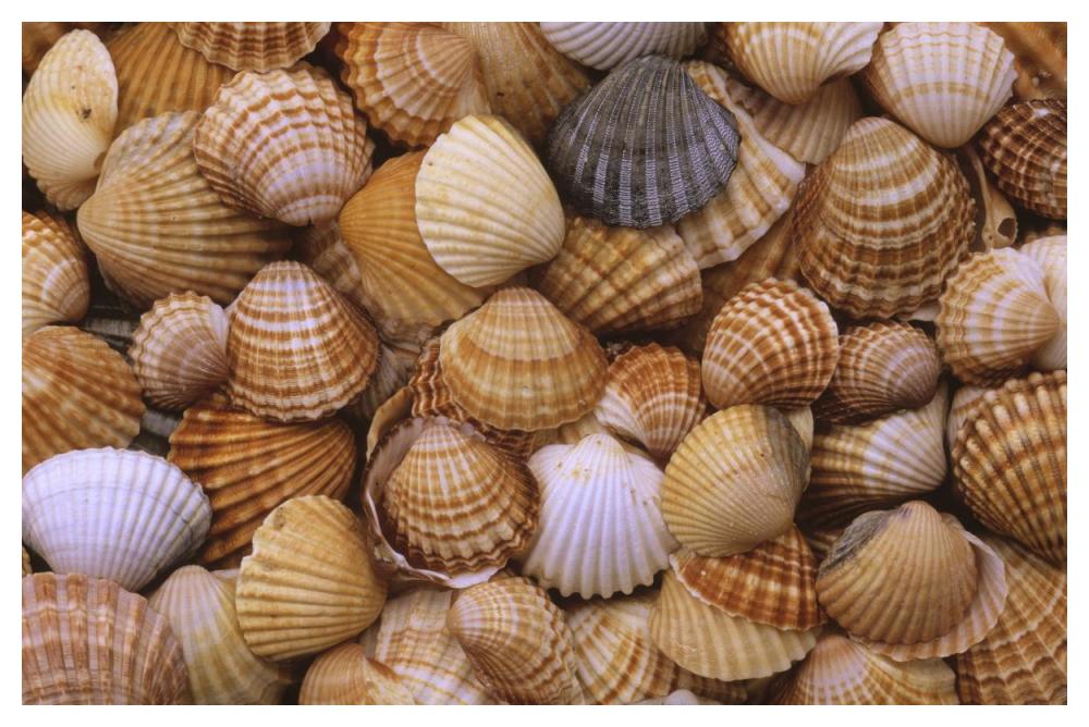 Common Cockle close up of shells, Europe-Paper Art-50"x34"