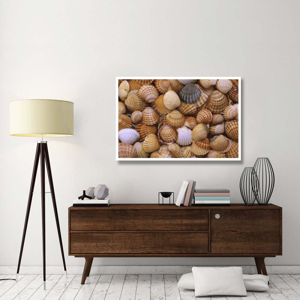 Common Cockle close up of shells, Europe-Paper Art-50&quotx34"