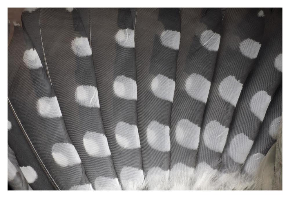 Great Spotted Woodpecker wing feather detail, Germany-Paper Art-20"x14"