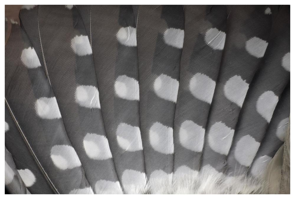 Great Spotted Woodpecker wing feather detail, Germany-Paper Art-62"x42"