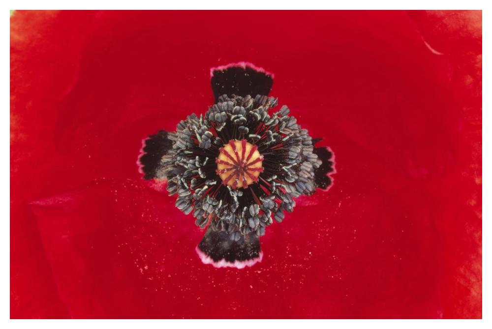 European Red Poppy close up of pistil and stamen, Europe-Paper Art-50"x34"
