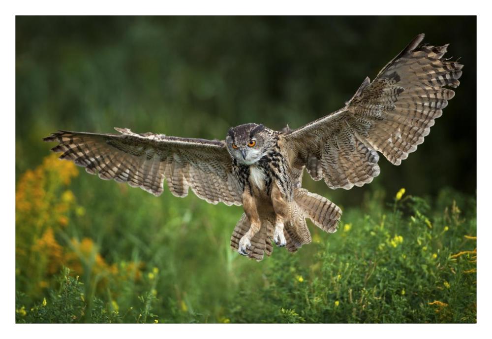Eagle Owl landing, Netherlands-Paper Art-32"x22"