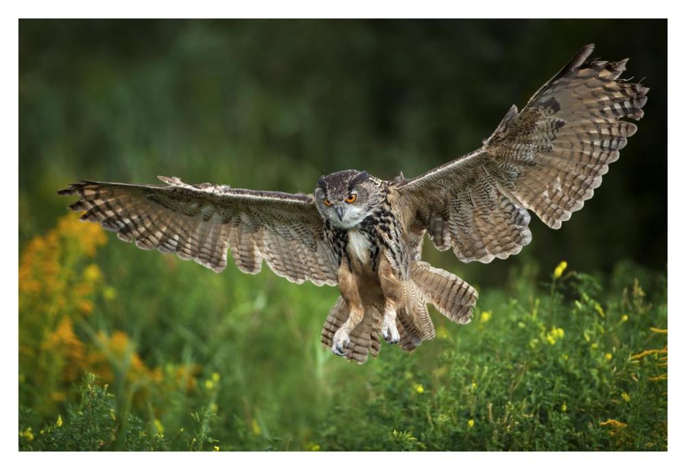Eagle Owl landing, Netherlands-Paper Art-38"x26"