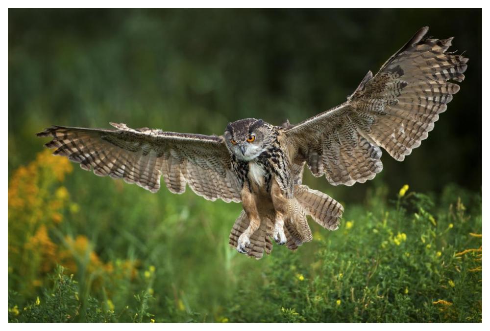 Eagle Owl landing, Netherlands-Paper Art-62"x42"