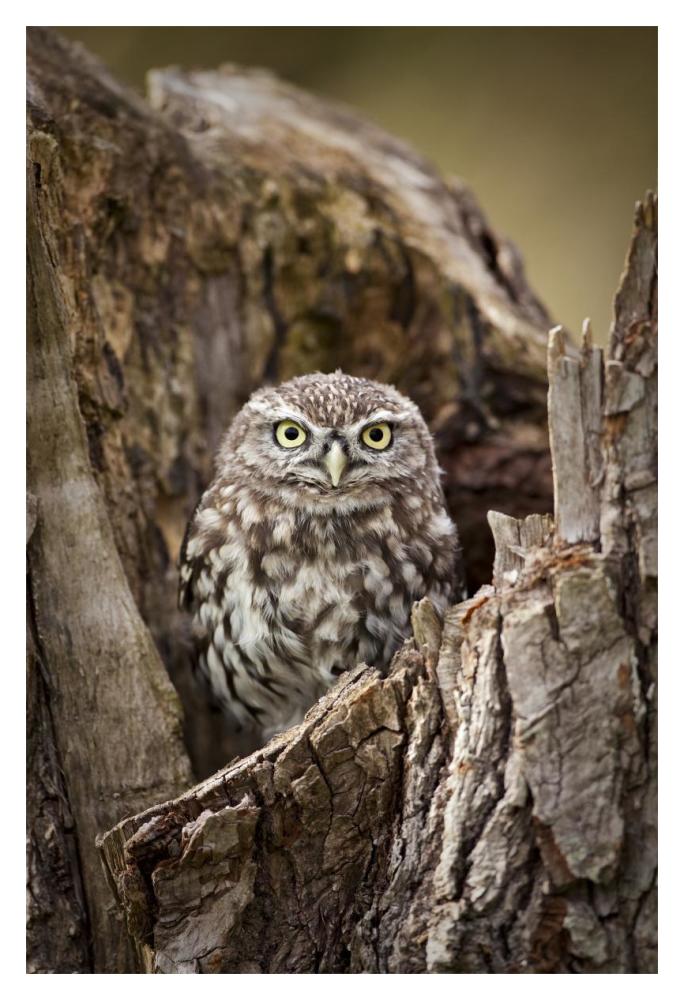 Little Owl in a hollow tree stump, Netherlands-Paper Art-14"x20"