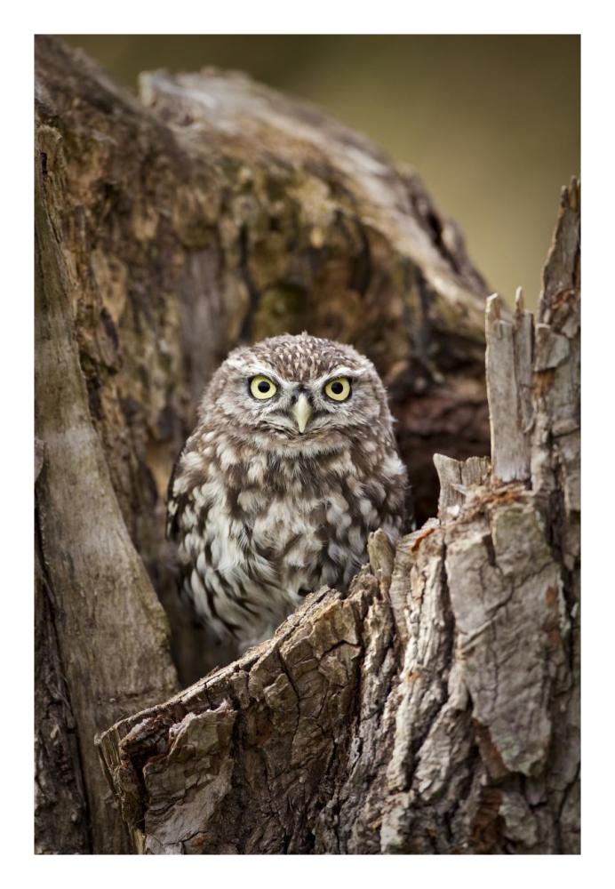 Little Owl in a hollow tree stump, Netherlands-Paper Art-18"x26"