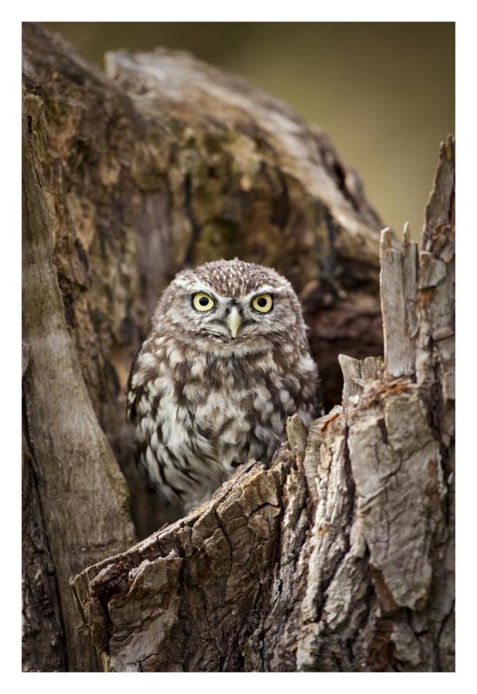 Little Owl in a hollow tree stump, Netherlands-Paper Art-22"x32"