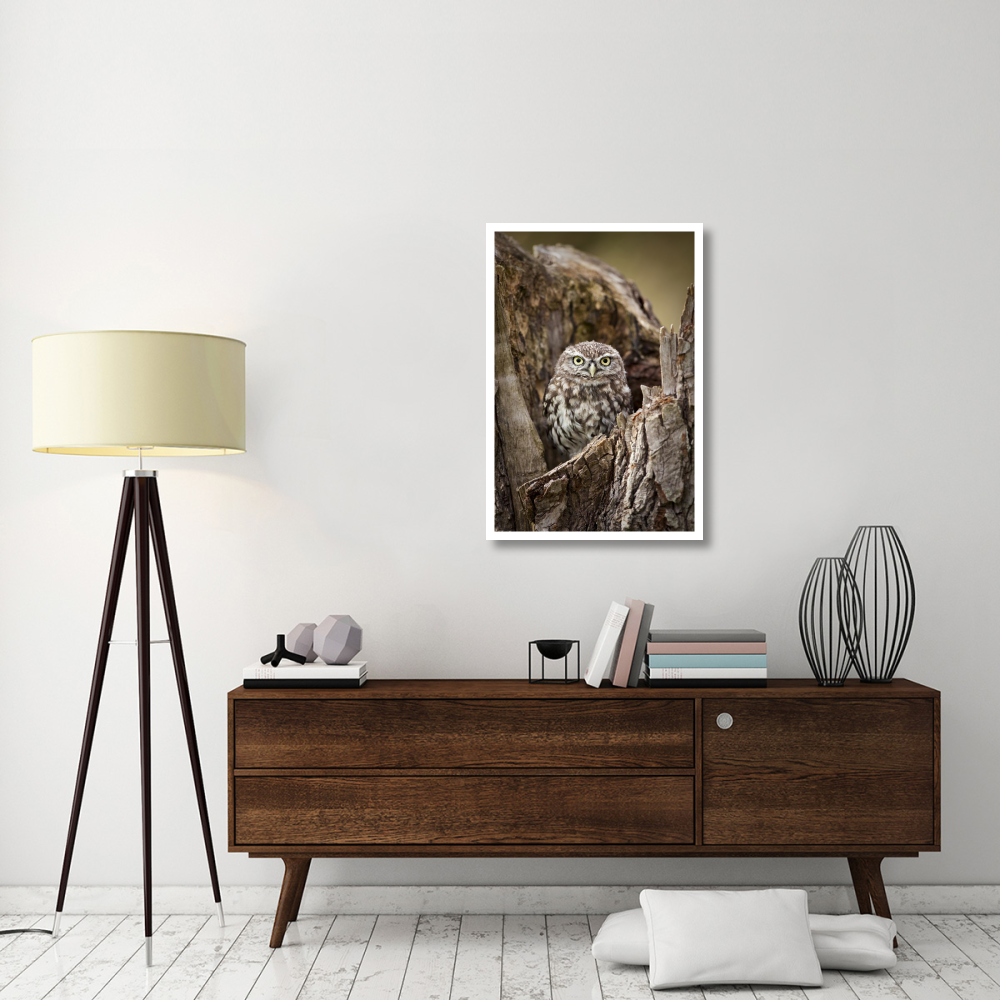 Little Owl in a hollow tree stump, Netherlands-Paper Art-26&quotx38"