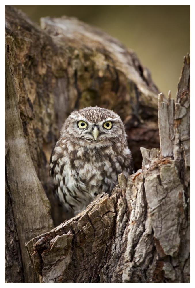 Little Owl in a hollow tree stump, Netherlands-Paper Art-42"x62"