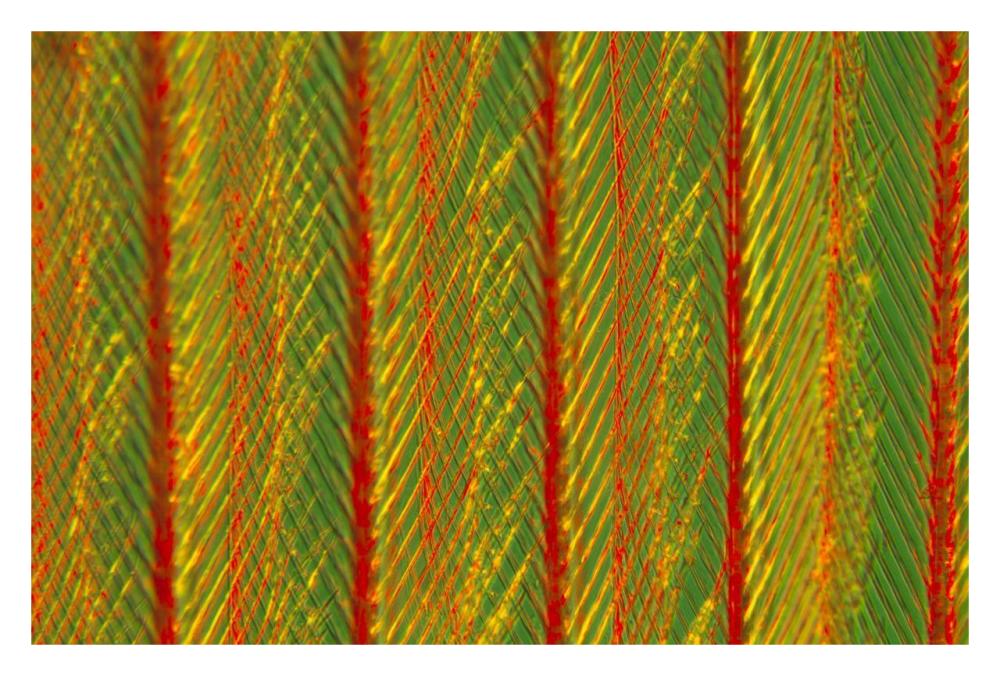 Close up of feather showing interlocking barbules-Paper Art-32"x22"