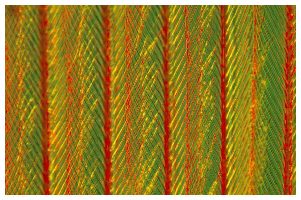 Close up of feather showing interlocking barbules-Paper Art-62"x42"