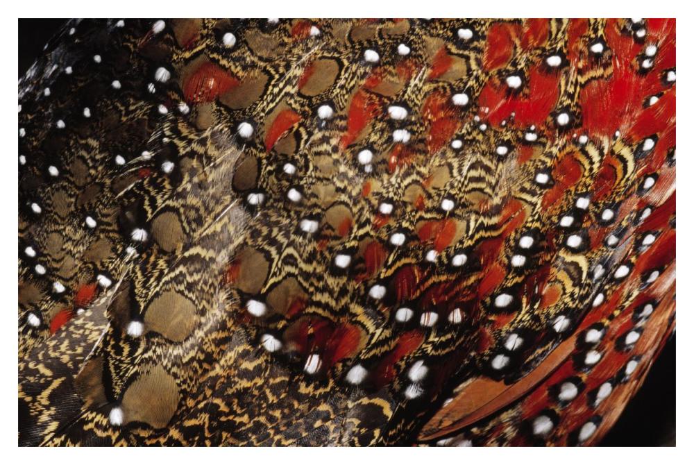 Ring-necked Pheasant detail of back feathers from a male, Europe-Paper Art-20"x14"