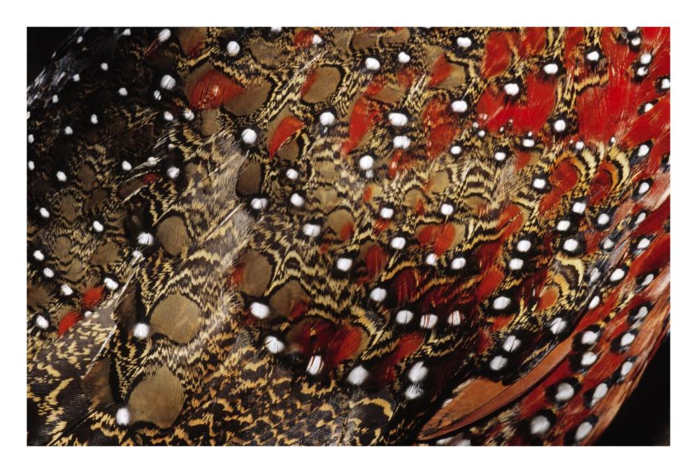 Ring-necked Pheasant detail of back feathers from a male, Europe-Paper Art-26"x18"
