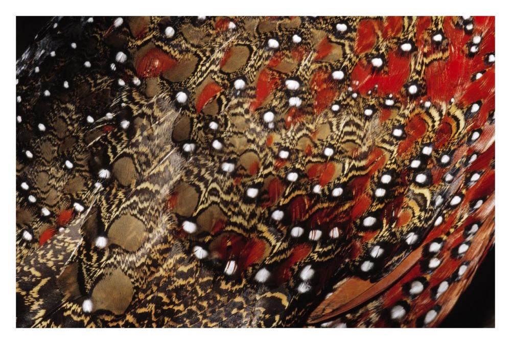 Ring-necked Pheasant detail of back feathers from a male, Europe-Paper Art-32"x22"