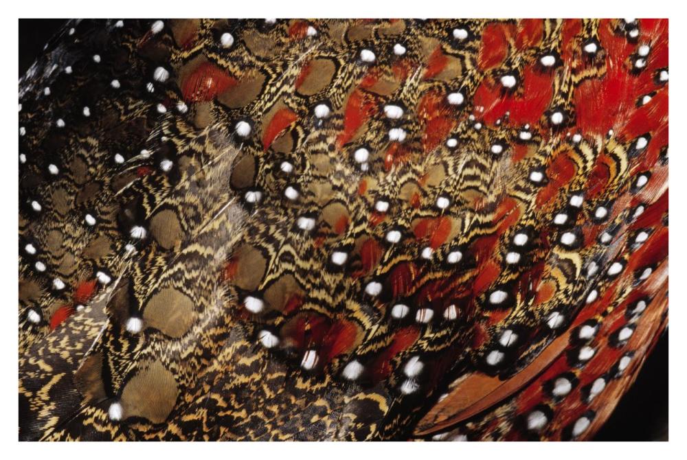 Ring-necked Pheasant detail of back feathers from a male, Europe-Paper Art-38"x26"
