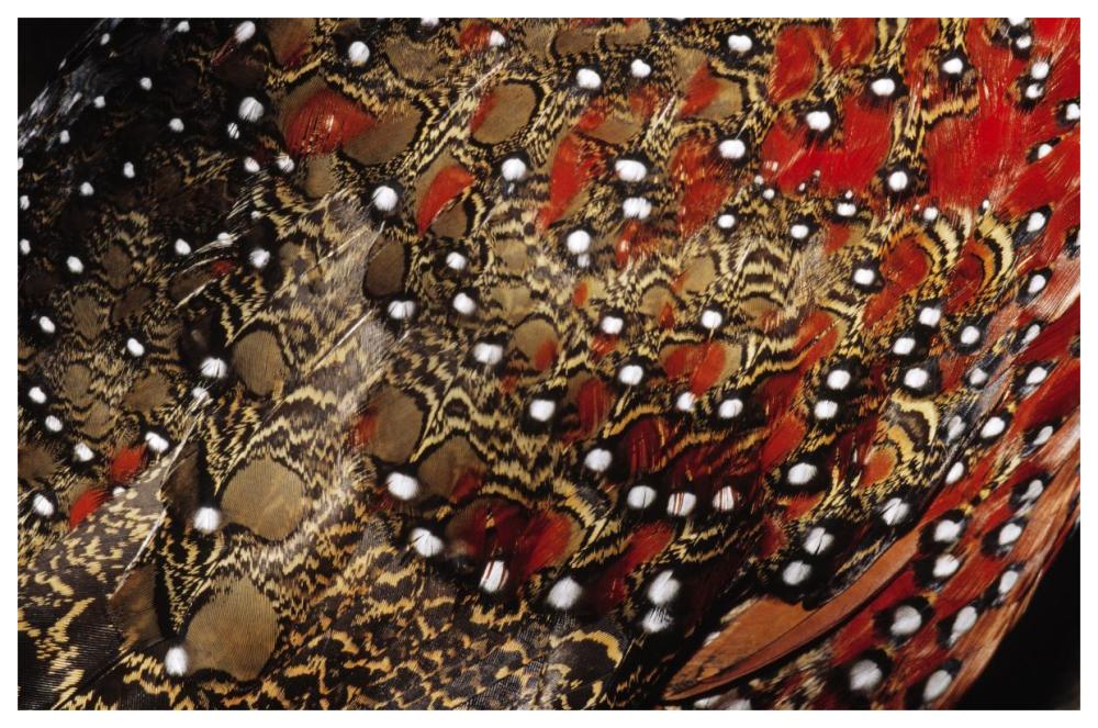 Ring-necked Pheasant detail of back feathers from a male, Europe-Paper Art-62"x42"