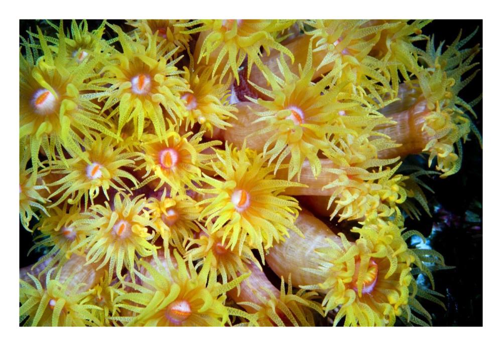 Orange Cup Coral, Red Sea, Egypt-Paper Art-26"x18"