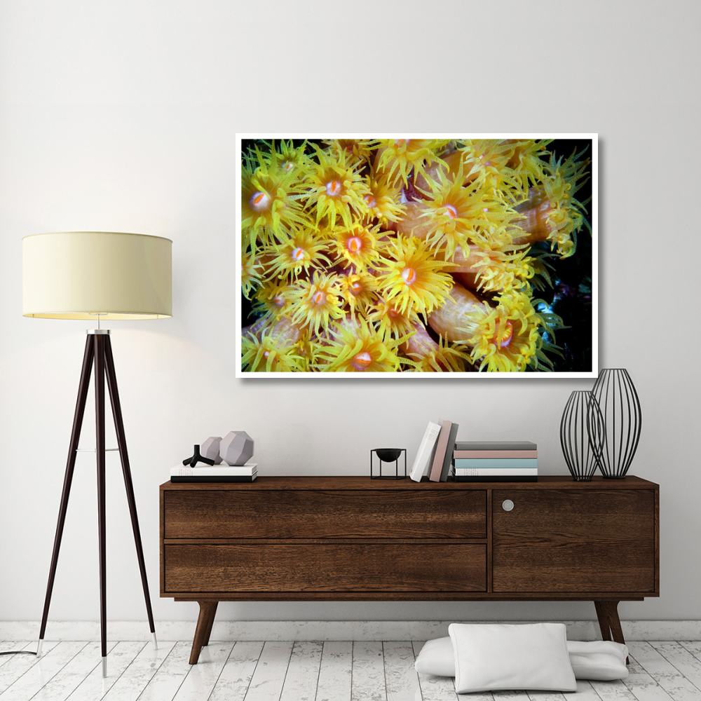 Orange Cup Coral, Red Sea, Egypt-Paper Art-62&quotx42"