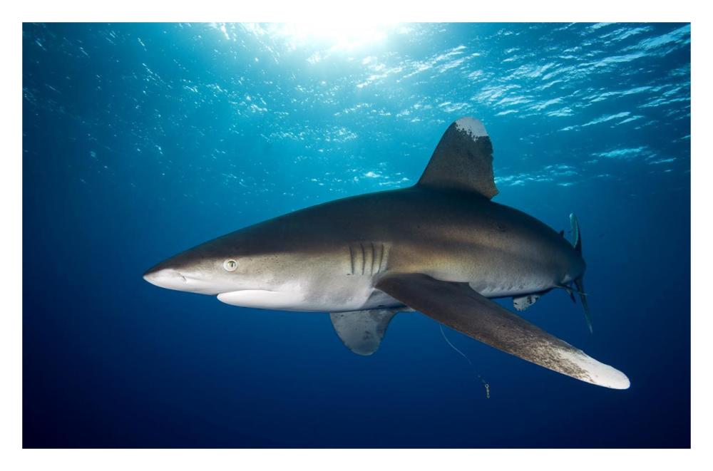 Oceanic White-tip Shark close to the surface-Paper Art-32"x21.2"