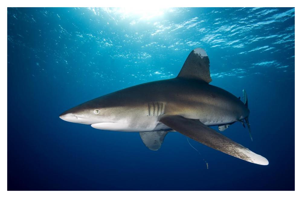 Oceanic White-tip Shark close to the surface-Paper Art-42"x27.6"