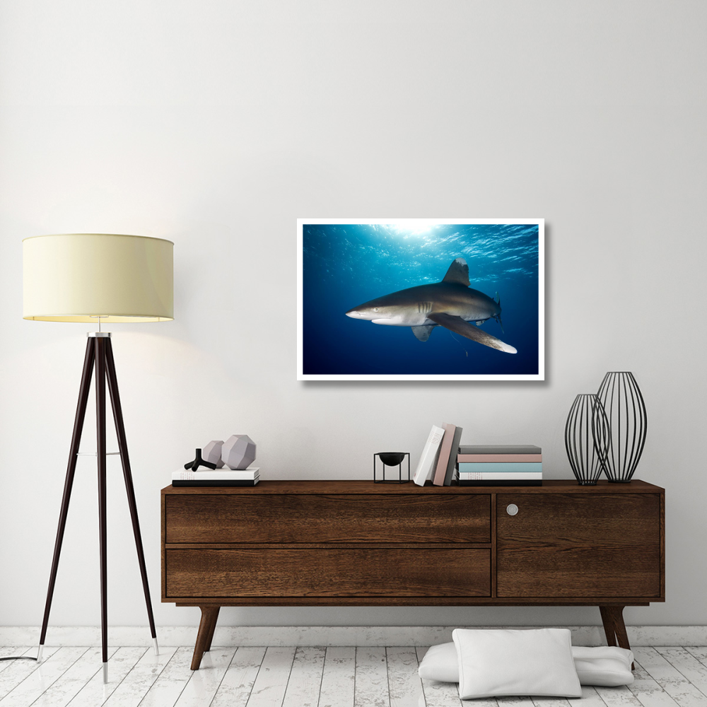 Oceanic White-tip Shark close to the surface-Paper Art-42&quotx27.6"