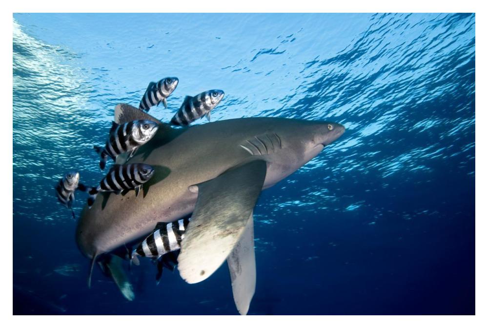 Oceanic White-tip Shark close to the surface-Paper Art-20"x14"