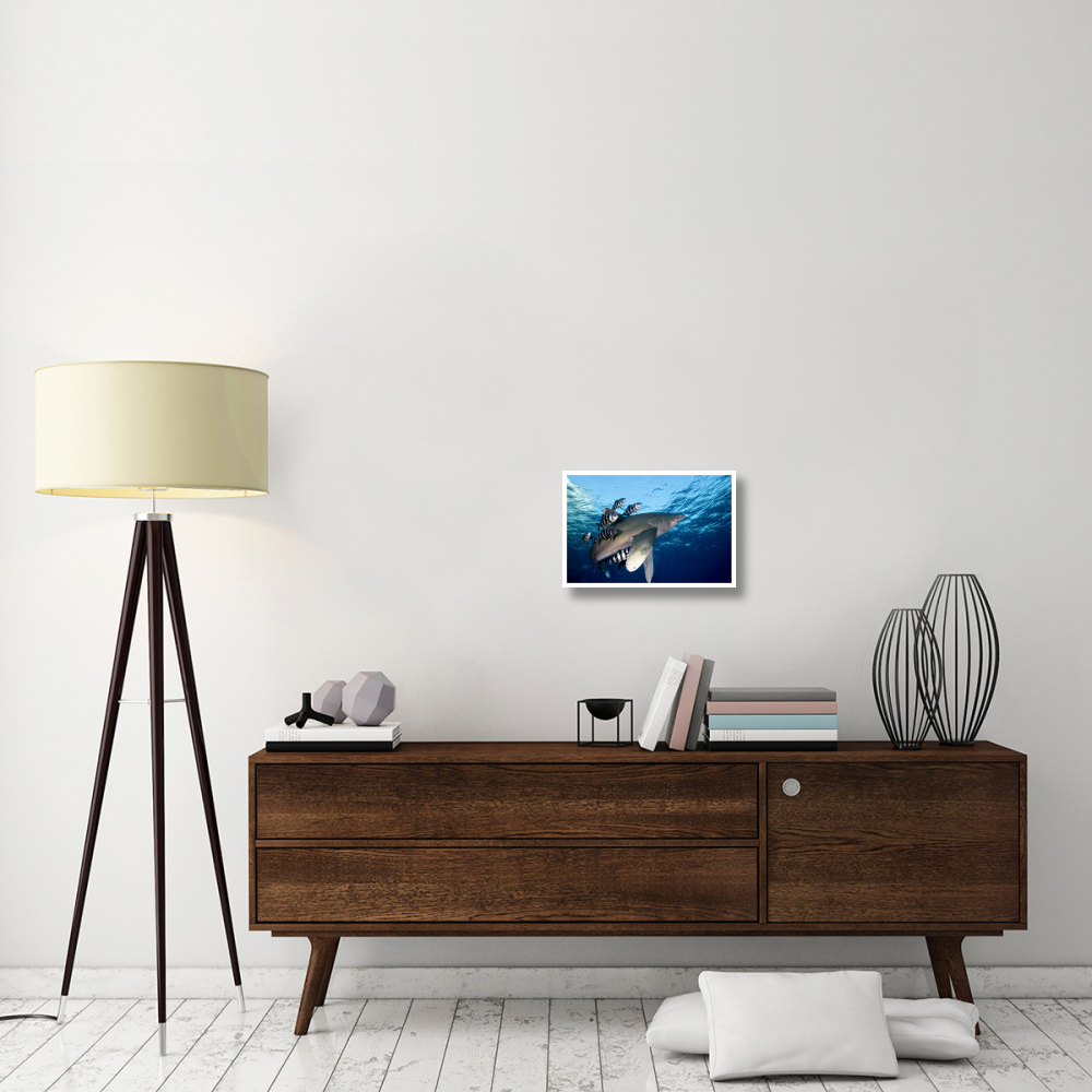 Oceanic White-tip Shark close to the surface-Paper Art-20&quotx14"