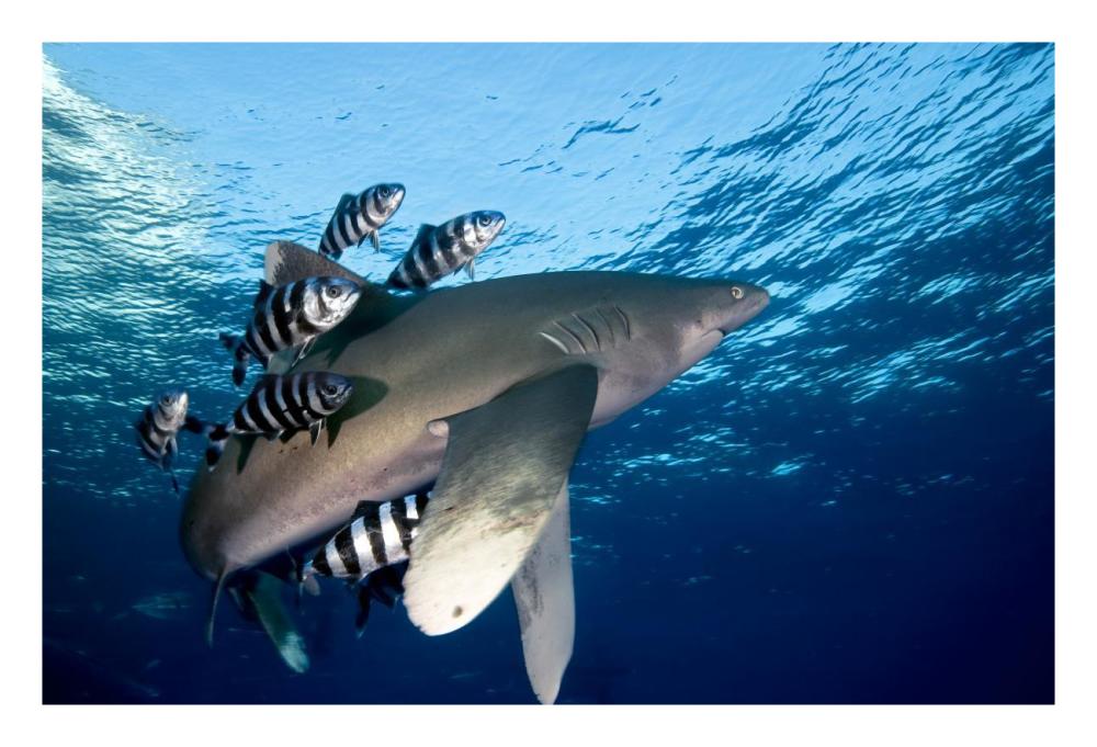 Oceanic White-tip Shark close to the surface-Paper Art-26"x18"