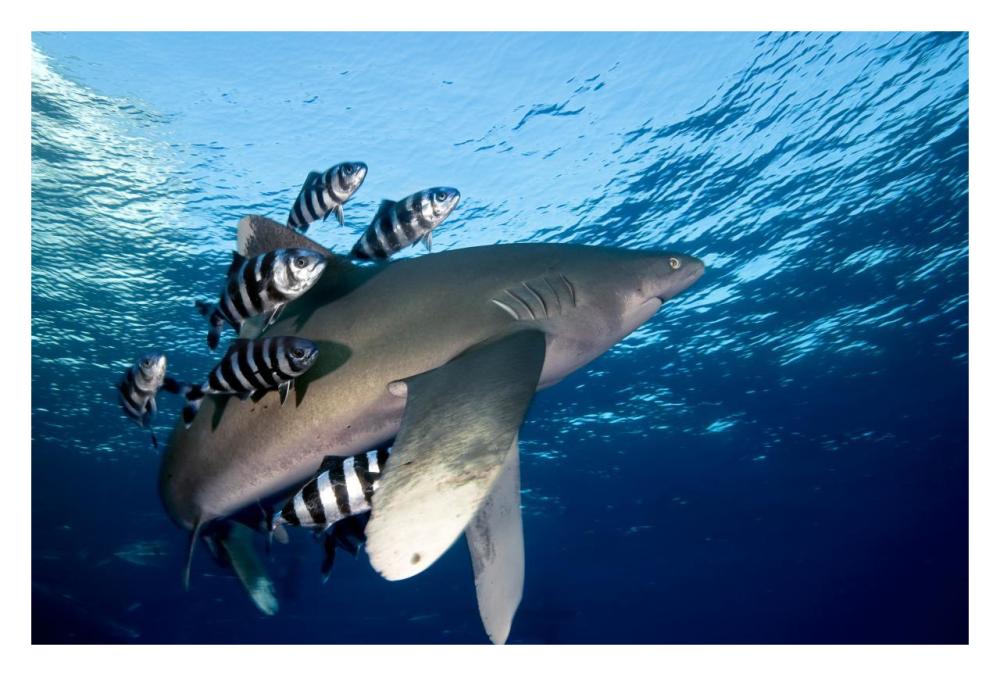 Oceanic White-tip Shark close to the surface-Paper Art-32"x22"