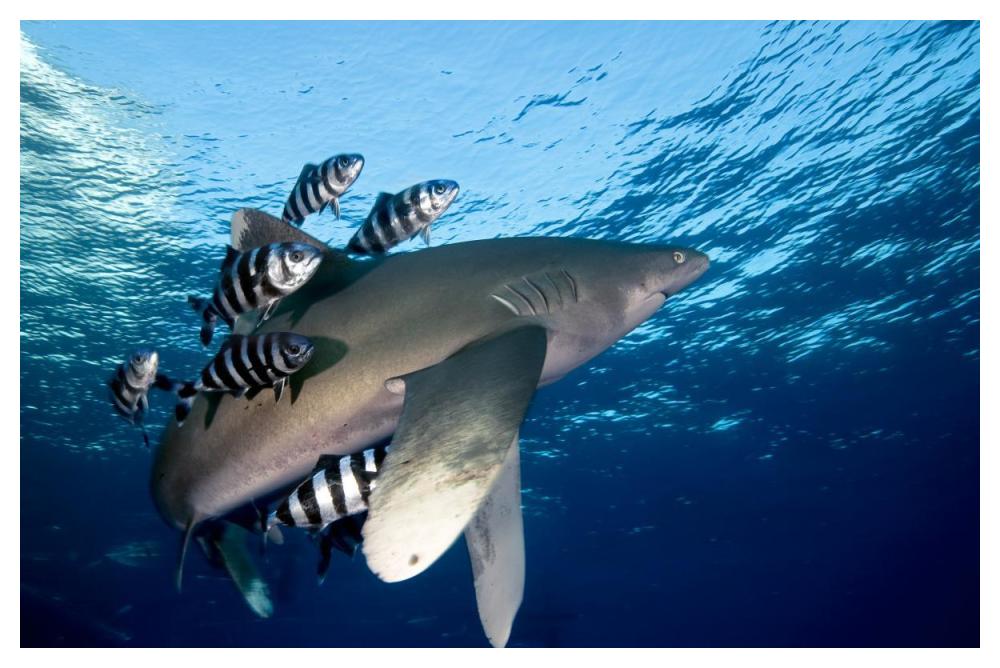 Oceanic White-tip Shark close to the surface-Paper Art-50"x34"