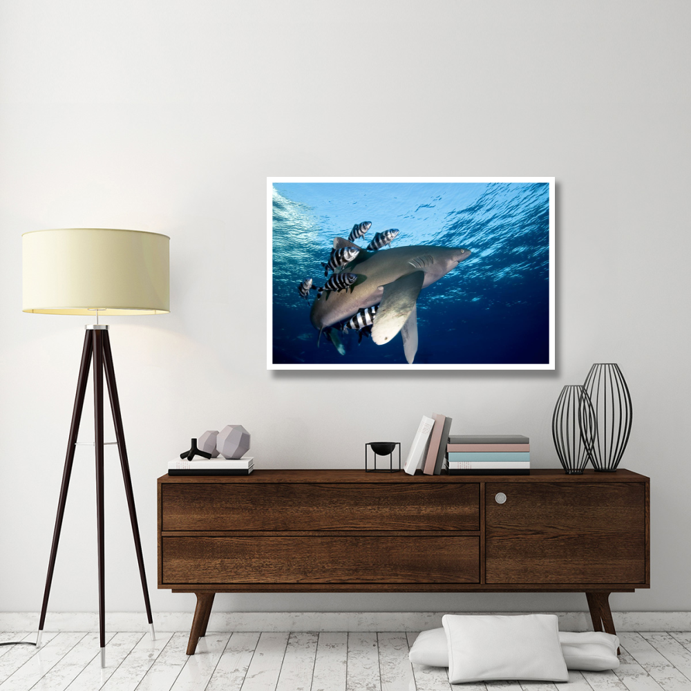 Oceanic White-tip Shark close to the surface-Paper Art-50&quotx34"