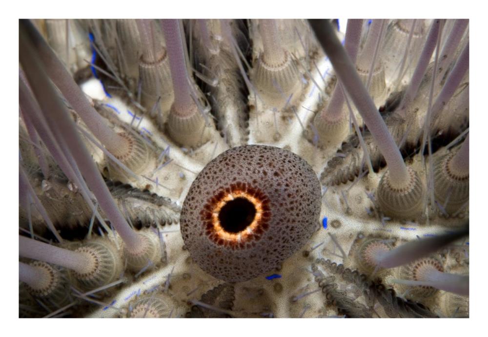 Long-spined Sea Urchin mouth, Red Sea, Egypt-Paper Art-26"x18"