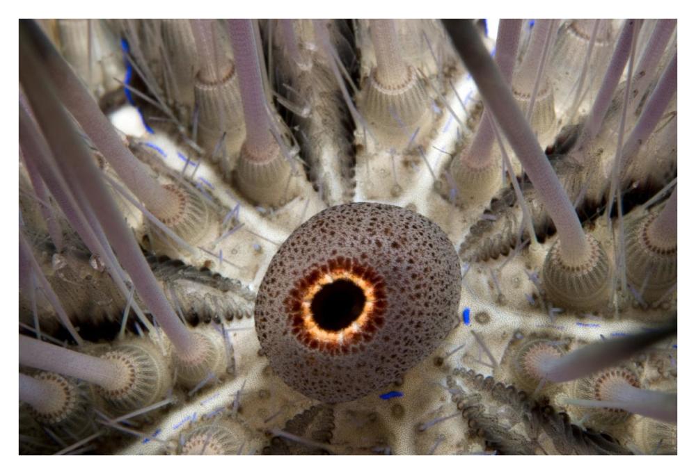 Long-spined Sea Urchin mouth, Red Sea, Egypt-Paper Art-38"x26"