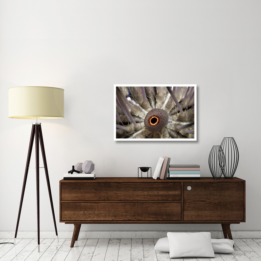 Long-spined Sea Urchin mouth, Red Sea, Egypt-Paper Art-38&quotx26"