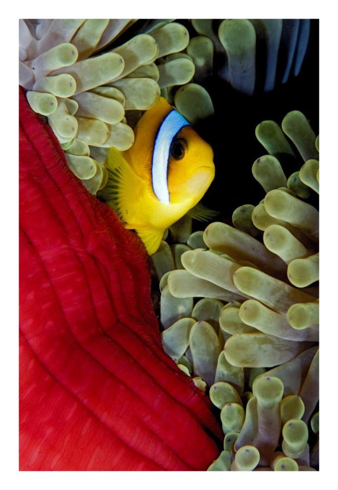 Red Sea Anemonefish hiding in Magnificent Sea Anemone, Red Sea, Egypt-Paper Art-18"x26"