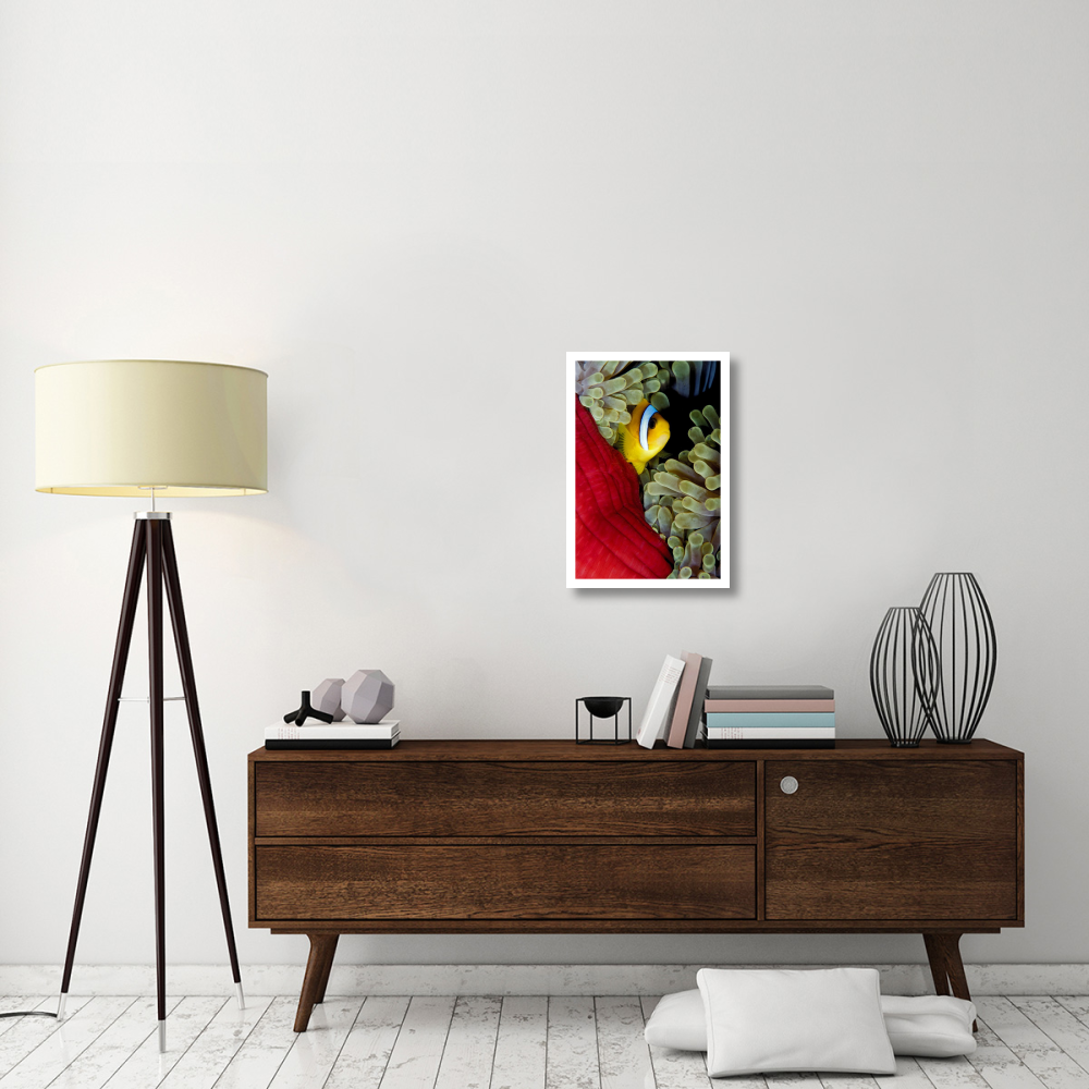 Red Sea Anemonefish hiding in Magnificent Sea Anemone, Red Sea, Egypt-Paper Art-18&quotx26"