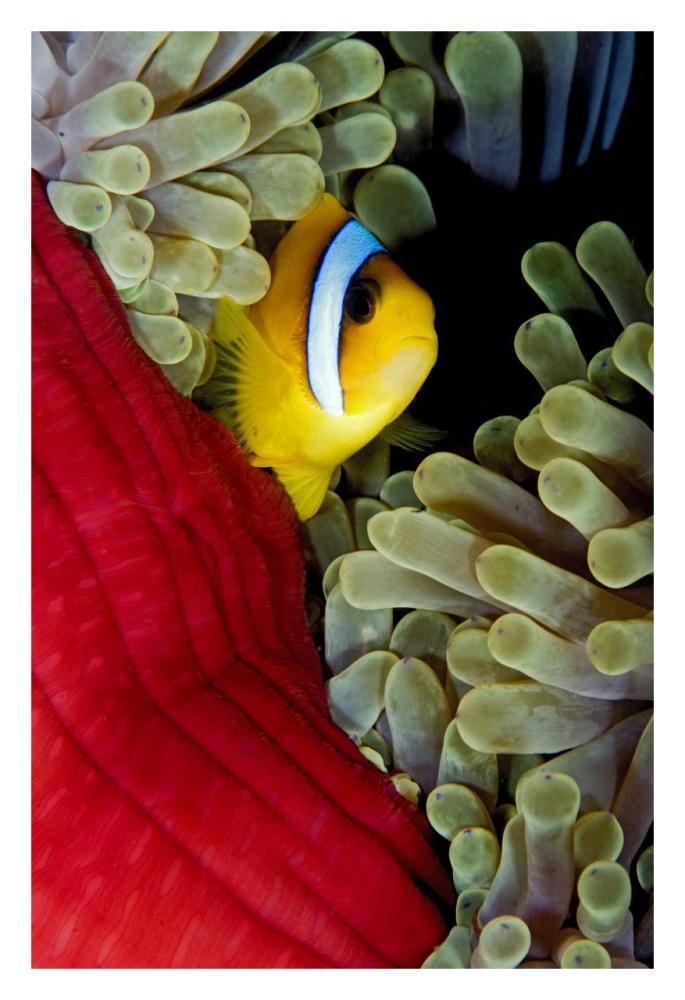 Red Sea Anemonefish hiding in Magnificent Sea Anemone, Red Sea, Egypt-Paper Art-22"x32"