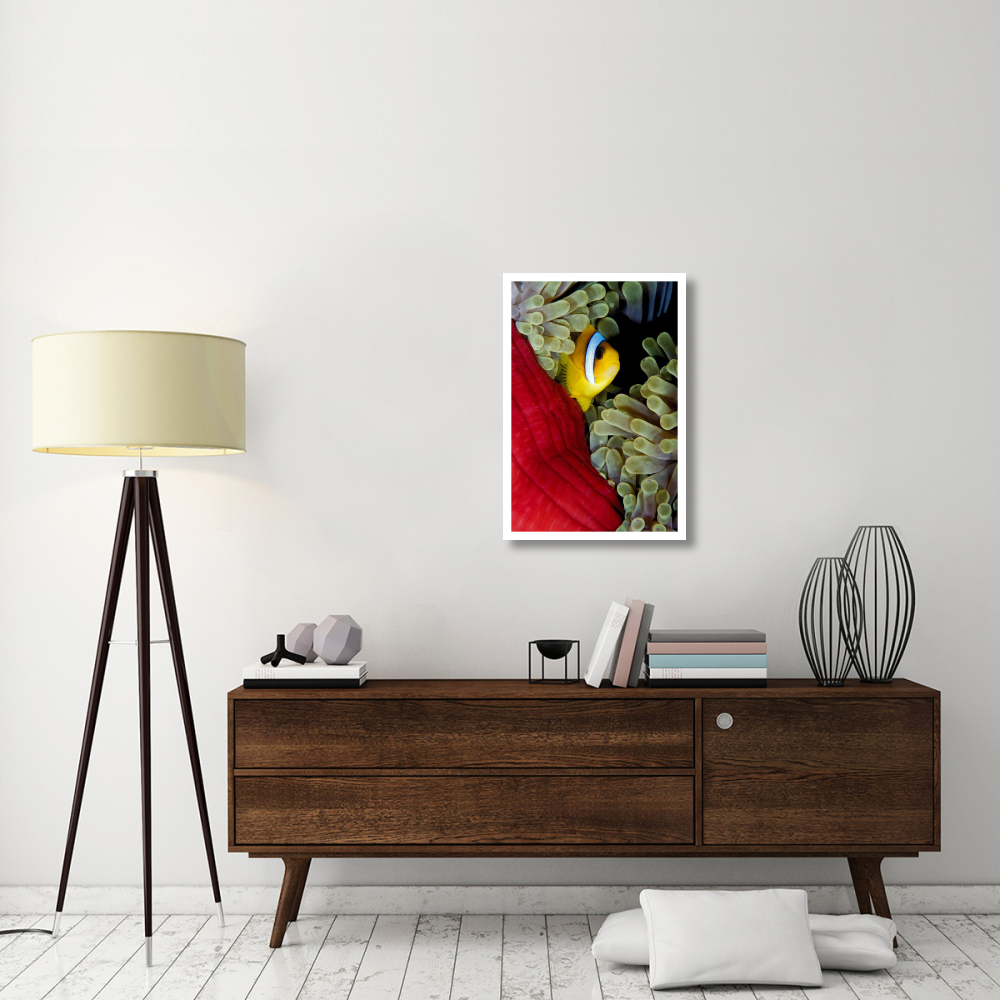 Red Sea Anemonefish hiding in Magnificent Sea Anemone, Red Sea, Egypt-Paper Art-22&quotx32"