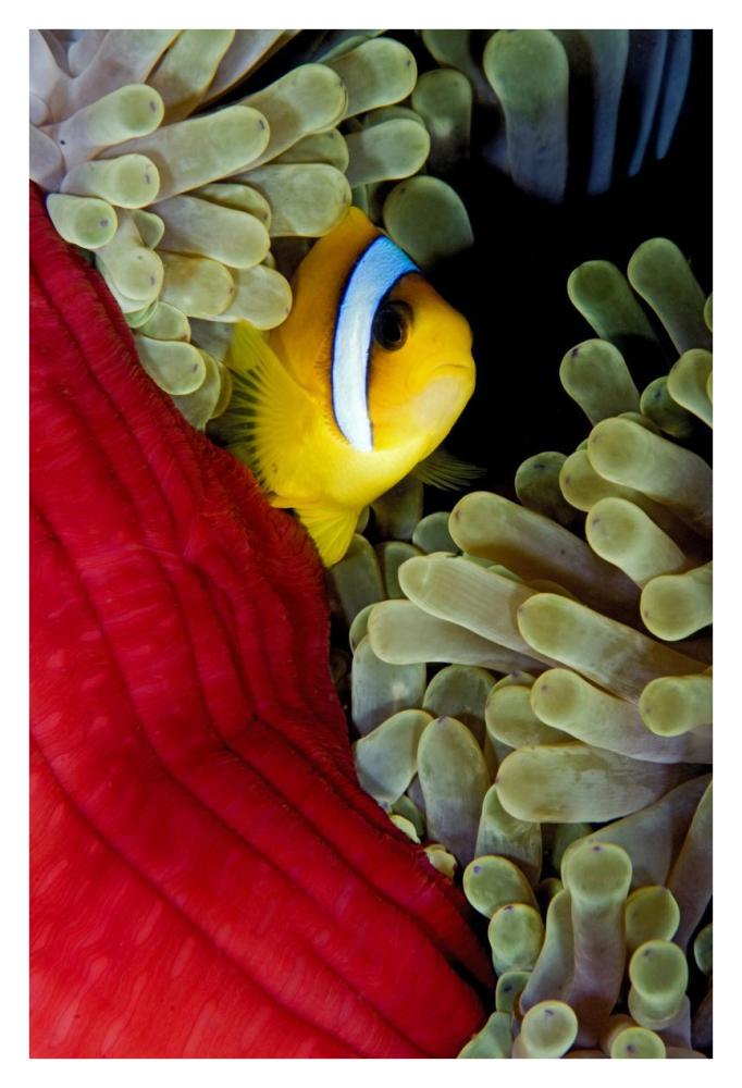Red Sea Anemonefish hiding in Magnificent Sea Anemone, Red Sea, Egypt-Paper Art-26"x38"