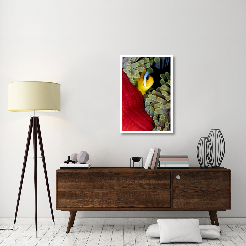 Red Sea Anemonefish hiding in Magnificent Sea Anemone, Red Sea, Egypt-Paper Art-26&quotx38"