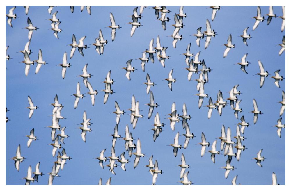Black-tailed Godwit flock flying overhead, Europe-Paper Art-50"x34"