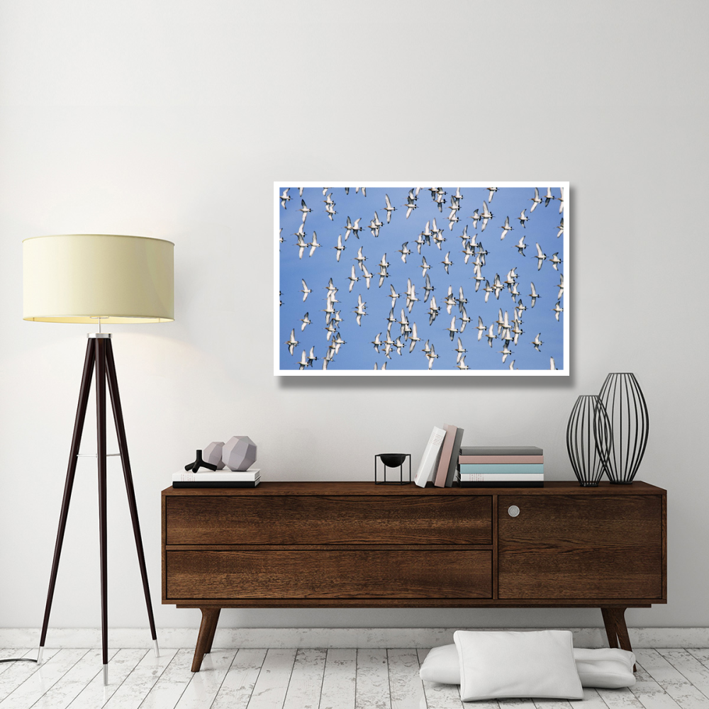 Black-tailed Godwit flock flying overhead, Europe-Paper Art-50&quotx34"